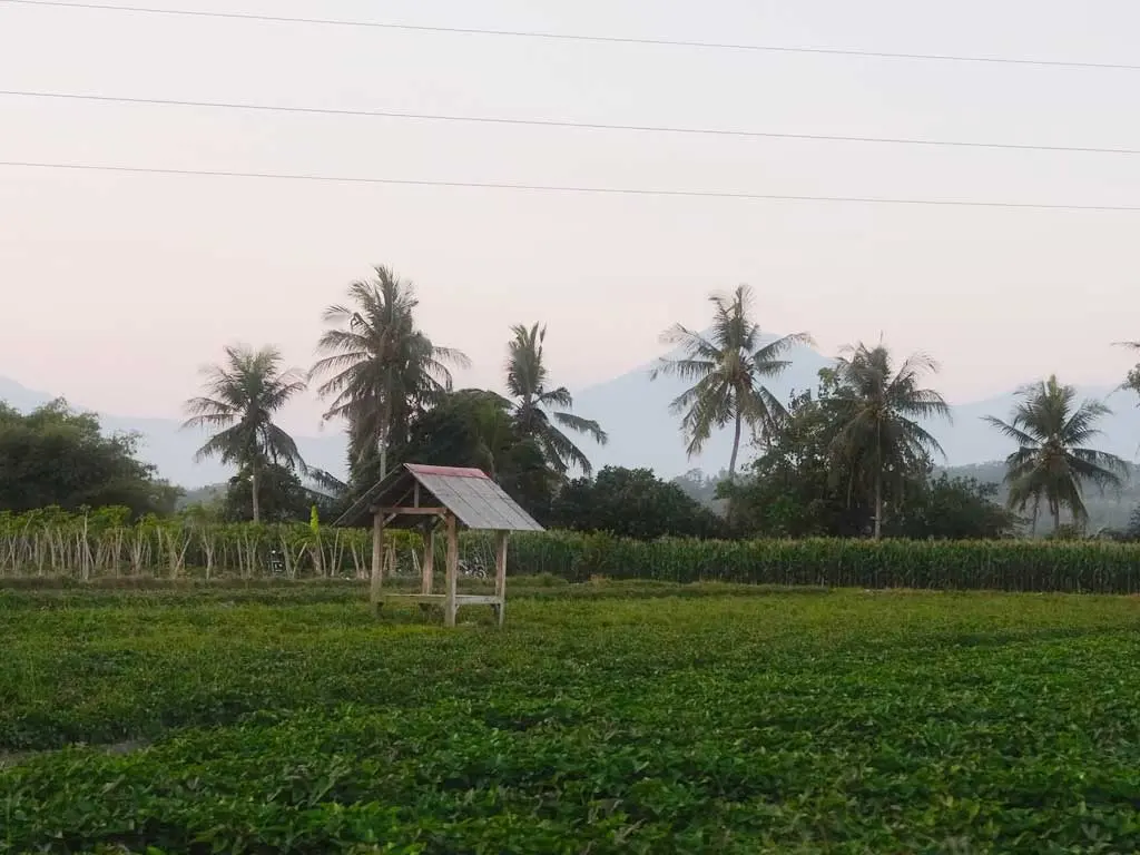 This is the plantation view of the East Java Bromo-Ijen landscape.